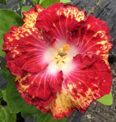 Hibiscus Society’s Tropical Plant Sale set for Oct. 21
